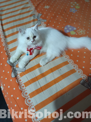 Triple coat persian (female)